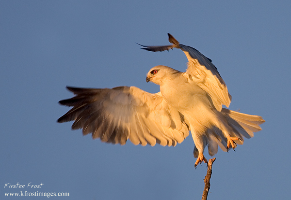 Black-shouldered Kite